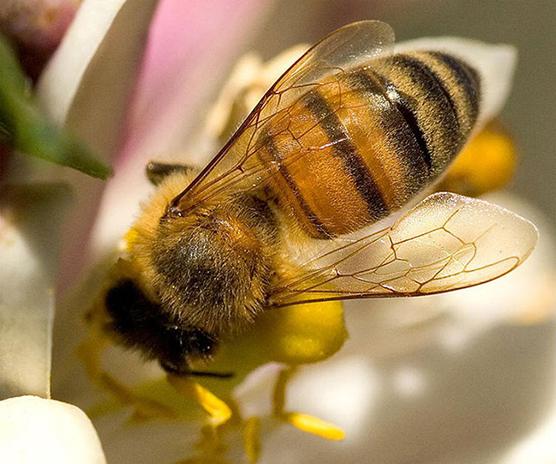 Méh propolisz. Mi gyógyítja ezt az egyedülálló anyagot?