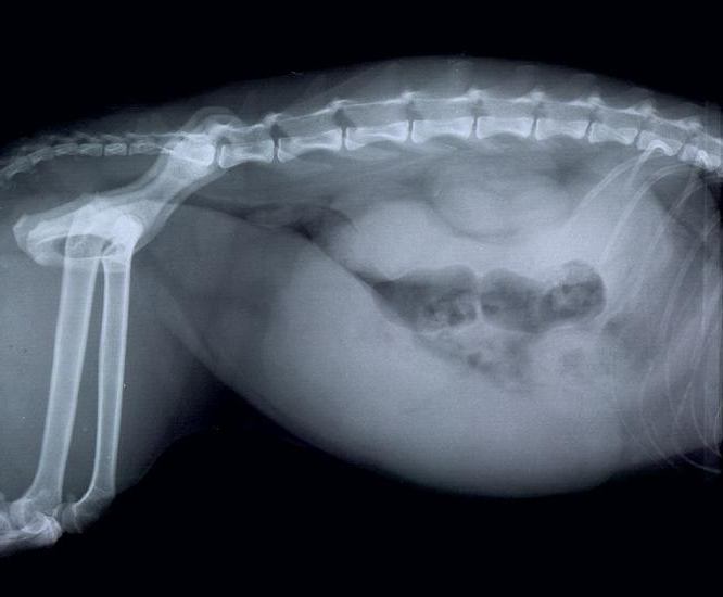 Pyometra a kutyák kezelésében