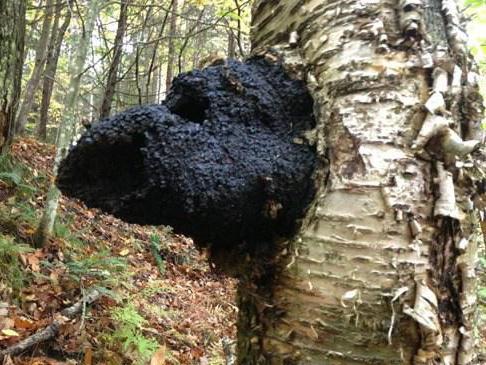 a chaga előnye