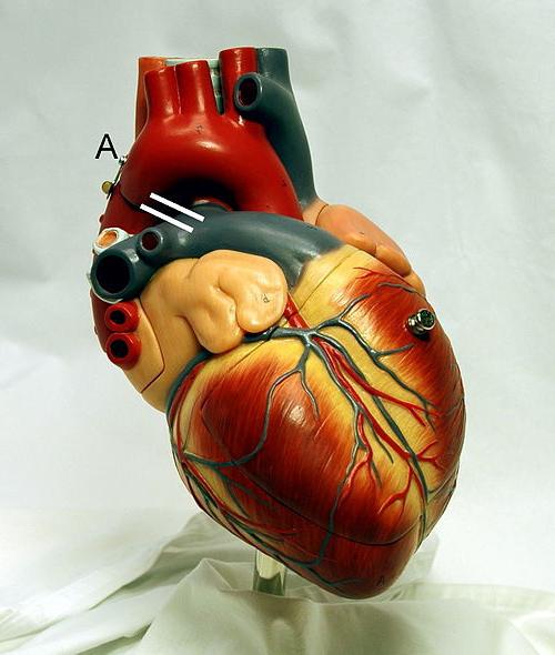 A szív irányító rendszere: szerkezet, funkciók, anatómiai és fiziológiai jellemzők