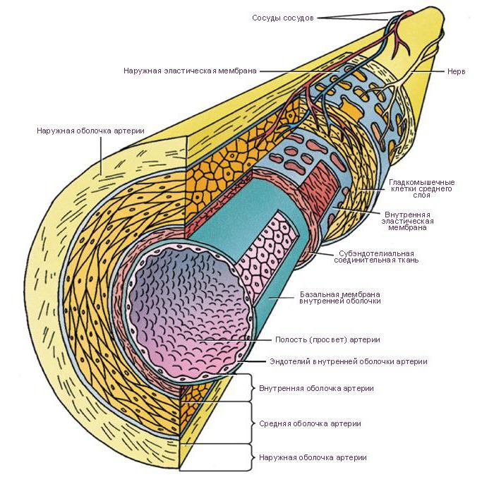 az artéria középső rétege tartalmaz
